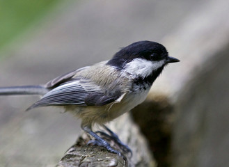 Beautiful isolated photo of a black-capped chickadee bird