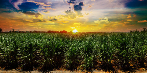 Sugarcane field in sunset sky and white cloud in Thailand