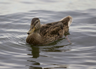 Beautiful isolated picture of a duck in the lake