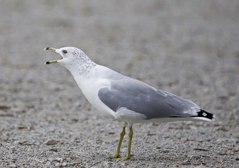 Funny isoalted picture of a screaming gull