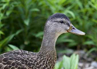 Beautiful isolated picture of a duck on a grass field