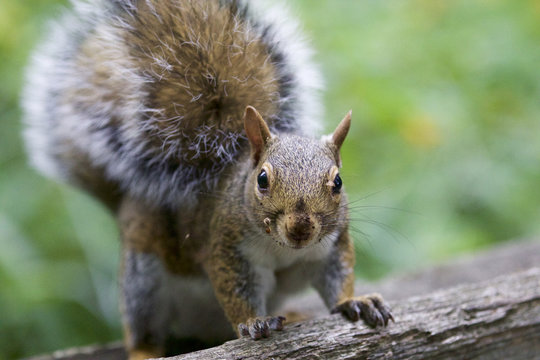 Beautiful photo of a cute curious funny squirrel