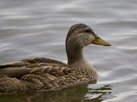 Beautiful isolated image with a duck in the lake