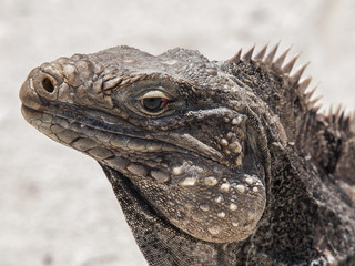 Closeup of a iguana