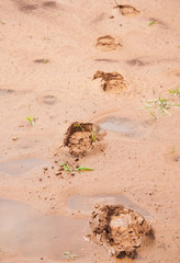 Footprints in muddy red dirt with water