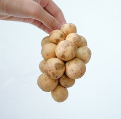 Langsat in hand isolate (scientific name : Lansium domesticum)