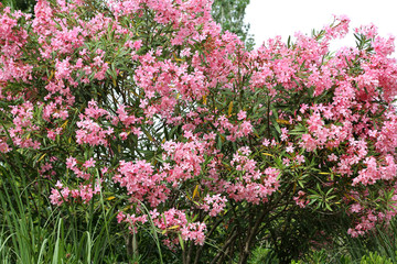 Flowering Oleander bush