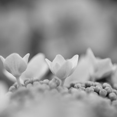 Die blühenden Hortensien I