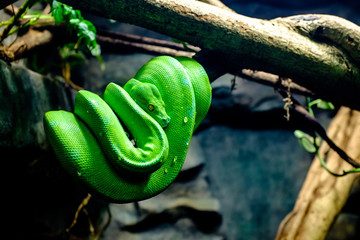 Morelia viridis, commonly known as the green tree python, is a species of python found in New Guinea, islands in Indonesia, and Cape York Peninsula in Australia