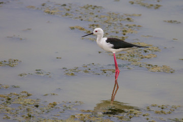 Black-winged Stilt (Himantopus himantopus)