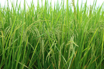 Rice field