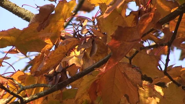 Herbstlich gef&auml;rbte Ahornbl&auml;tter bewegen sich im Wind