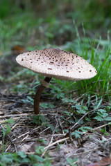 kite fungus