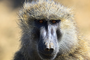 Portrait of an adult baboon