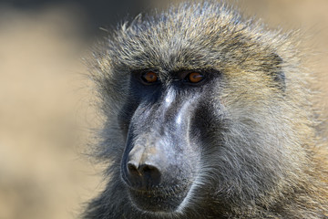 Portrait of an adult baboon