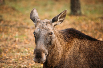 Close up of head of wild female moose, elk