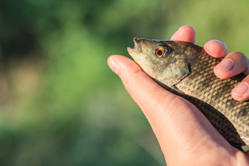 Catch  fish for Sell fishmonger. Handle fish.