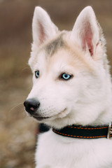 Young Funny White Husky Puppy Dog With Blue Eyes