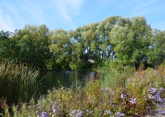 Fototapeta premium Astern am Teich in Naturlandschaft