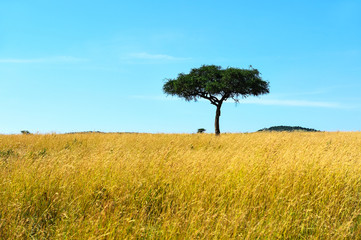Obraz premium Park Masai Mara