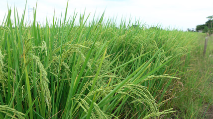Rice field