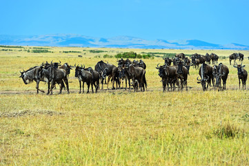 Naklejka na ściany i meble Wildebeest in the wild African savannah Kenya