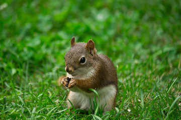 Squirrel Canada Park