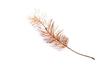 yellow dry pine twigs isolated on white background