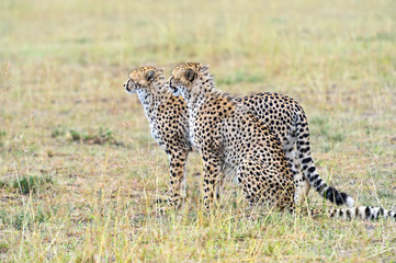 Cheetah in the African savanna