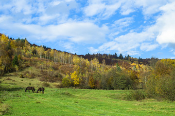 Horses, horse near a forest in autumn rock