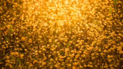 Meadow background,Blurred