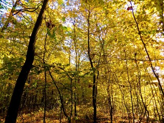 Fototapeta premium Colorful leaves on deciduous trees in park during autumn