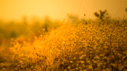 Meadow background,Blurred