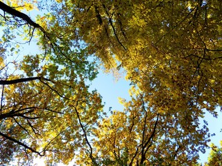 Colorful leaves on deciduous trees in park during autumn
