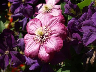Flowers in Latvia, Ludza, privat garden