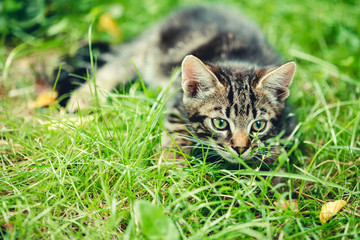 Playful Cute Tabby Gray Cat Kitten Pussycat Sitting In Grass Out
