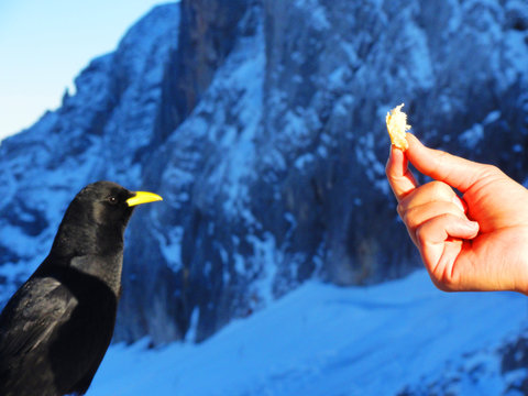 Alpendohle in Hochgebirge