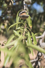 Almond trees