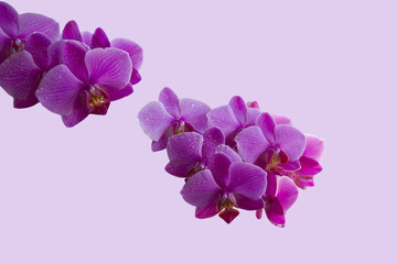 Fototapeta na wymiar Beautiful rose orchids.