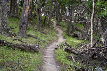 The trail in a dense forest. Patagonia. Argentina.