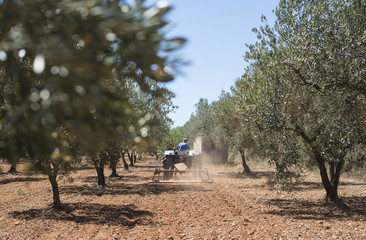 Tractor and olive trees - 124647971