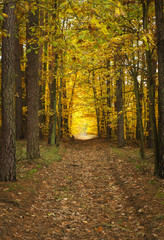 autumn forest - golden Polish fall. mysterious wet road, path in the woods - warm European autumn landscape	