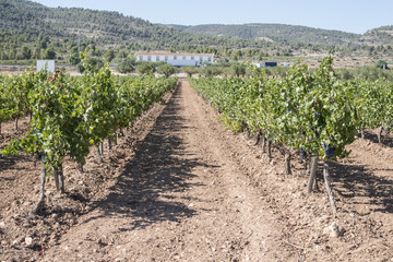 Fototapeta na wymiar Vineyards and winery