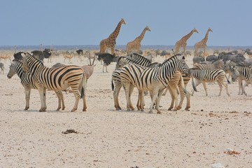Fototapeta na wymiar Zebras, Giraffen, Strauße und Antiopen am Wasserloch (Etosha Nationalpark)