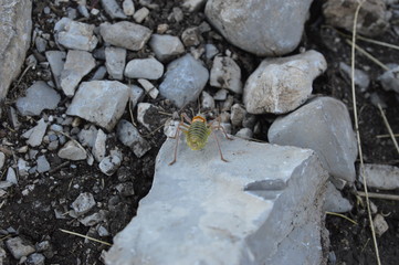 Insecte vert jaune sur un rocher
