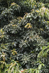Obraz premium Avocado on a tree