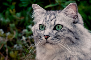 Le chat gris à poils longs