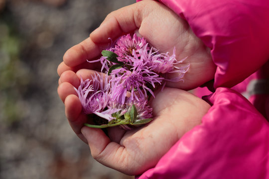 Fototapeta Child holding purple flowers in hands