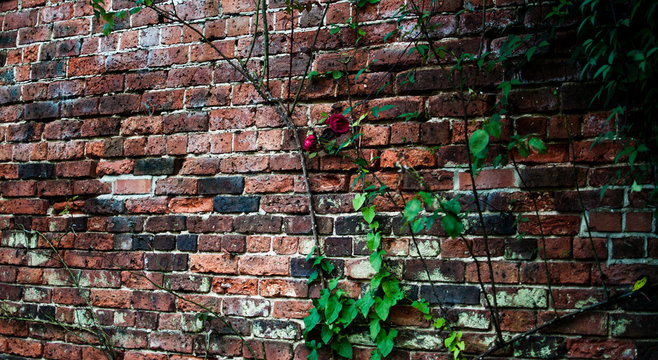 Climbing Red Rose On A Brick Wall