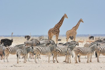 Fototapeta na wymiar Zebras, Giraffen, Strauße und Antiopen am Wasserloch (Etosha Nationalpark)